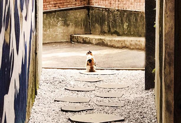 Ching Shang Tien Hua