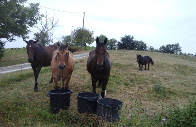 Country holidays at Gites Soulanserre