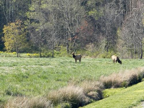 Cozy Bear Cabin-Stunning Mountain View, Dogs welcome with Pet Rate