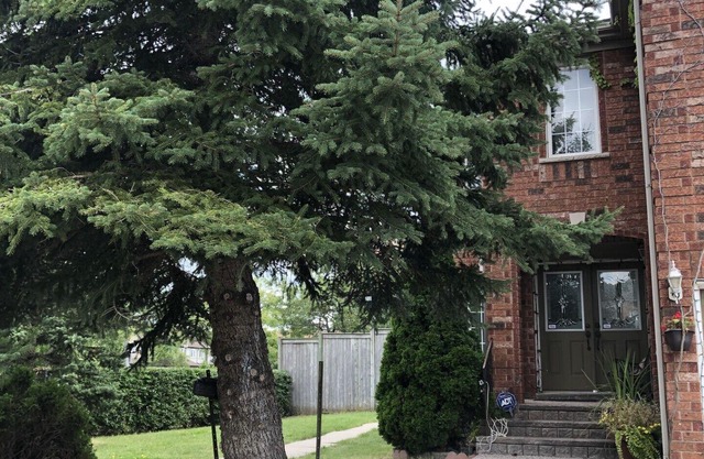 Cozy beautiful 3 bedrooms basement apartment/Amazing location in Mississauga