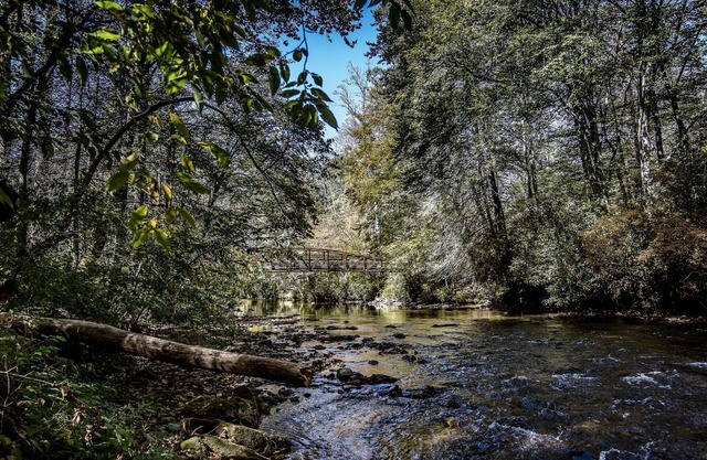 Cozy Brevard Cottage | Fire Pit, Creek Views & Walk to Downtown