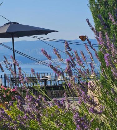 DESIGN hotel VERBENICUM