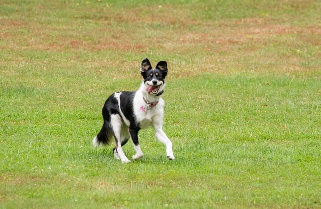 Dog friendly hideaway in Bucks County near River