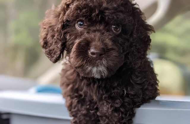 DOG FRIENDLY, Kill Devil Hills CONDO, Pool, Elevator, Atlantic Ocean Views, WiFi