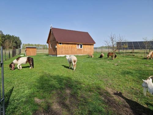 Eurostruś - zoo, domki