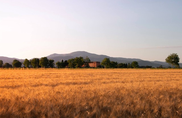 Farmhouse Pescinone - Lavender, Etruscan Coast country and sea