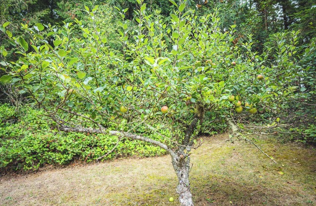 Fern House Rustic Modern Hiking Base Sequim