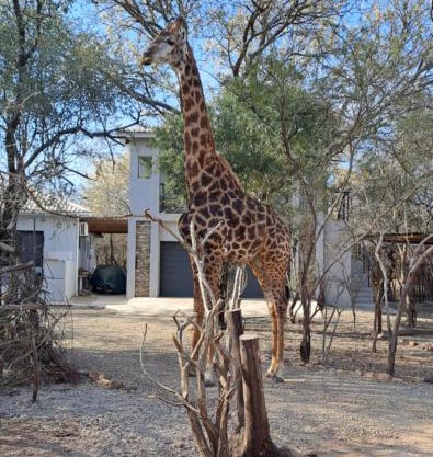 Giraffe Studio @ Kruger
