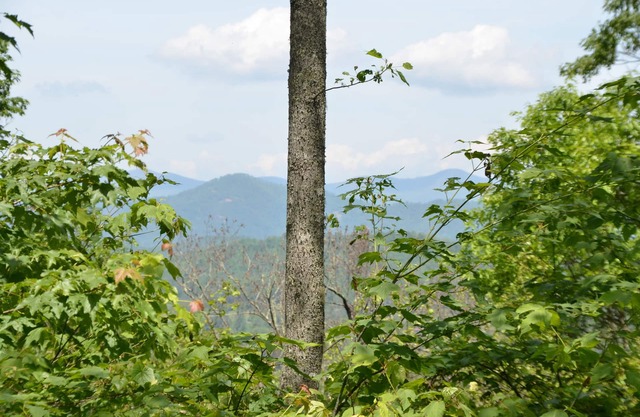 Great Smoky Mountain cabin, hot tub, beautiful views