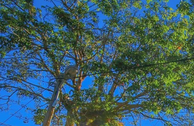 H& Seeking - Alishan Sunrise