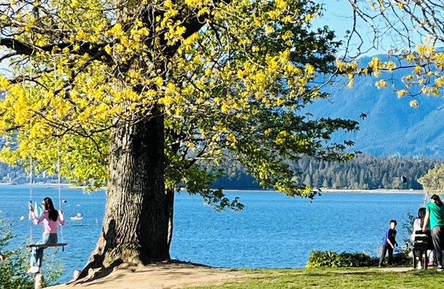 Heart of Kitsilano, centrally located & spacious self contained basement suite.