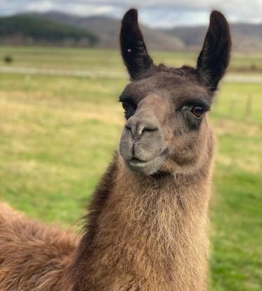 Hideaway on Hilton with Larry the Llama and Donkey