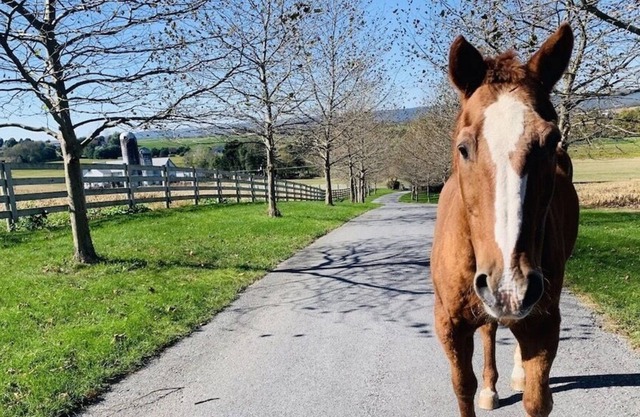 Hilltop Mansion near LVC and Hersheypark!