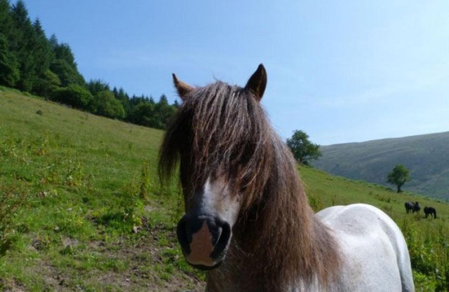 Holiday Home Llety y Coed by Interhome