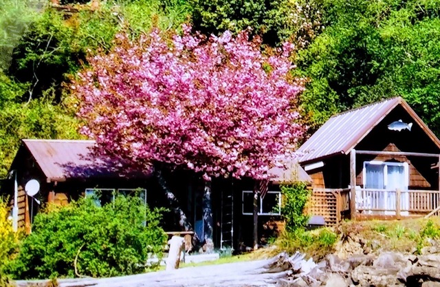 Hood Canal 2 B/R Waterfront Cabin. Sleeps 4.