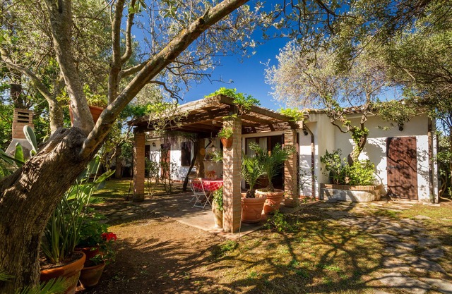 House under the olive trees