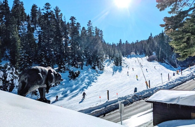 🎿 Huge Ski In/Out with Best Views @ Heavenly! 🐻 The Bear on the Roof - 16ppl