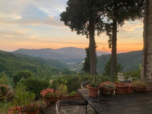 La Felce e il Mirtillo