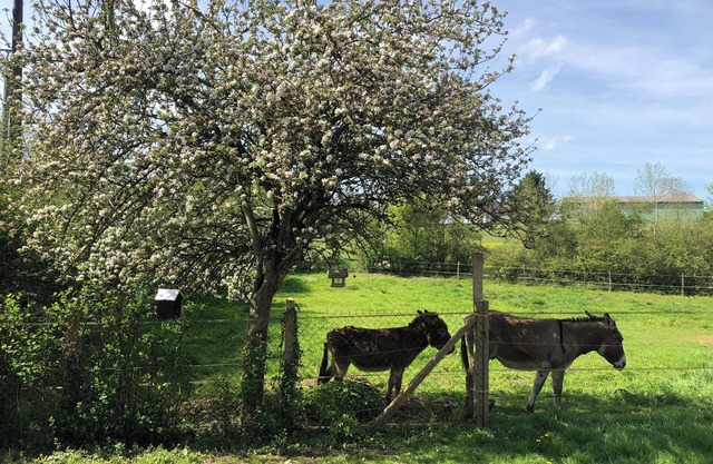 Le Gîte des Ânes du Sancerrois