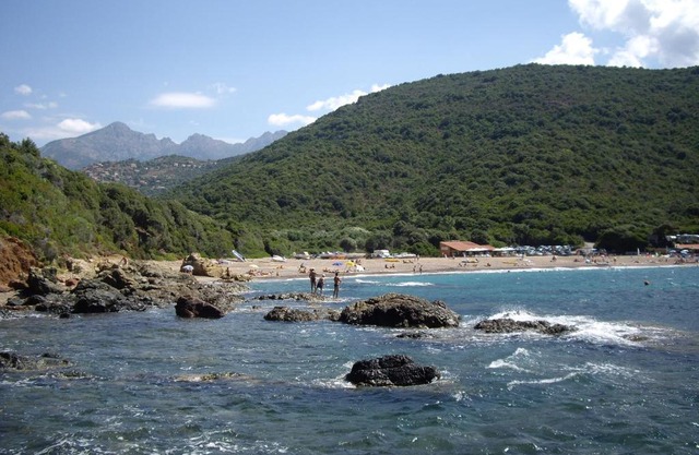 Les Asphodèles