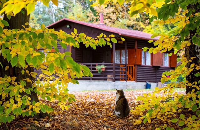 Log Cabin 1, Sleeps 2+1, Great Views, Pet Friendly, Lake, Forest View, Dbl Bed