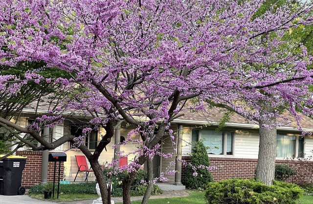 Lovely home in quiet neighborhood