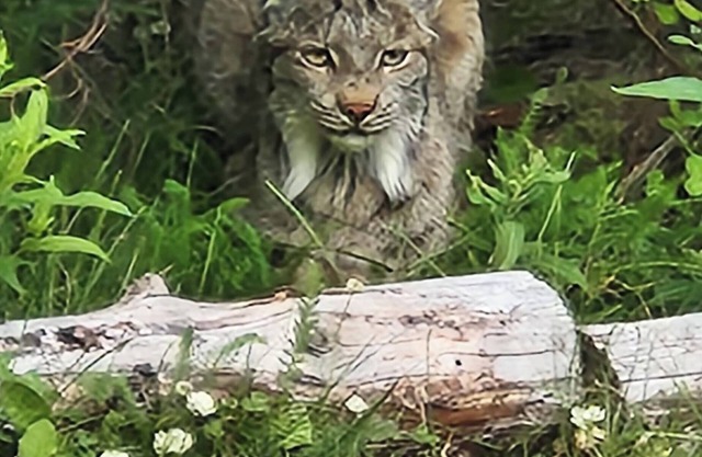 Lynx, wildlife, custom log cabin . private lake access, salmon stream kayaking,