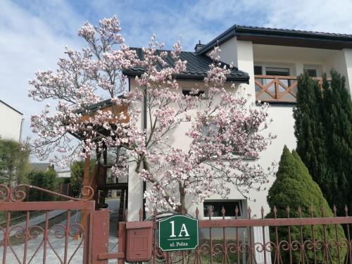 Magnolia