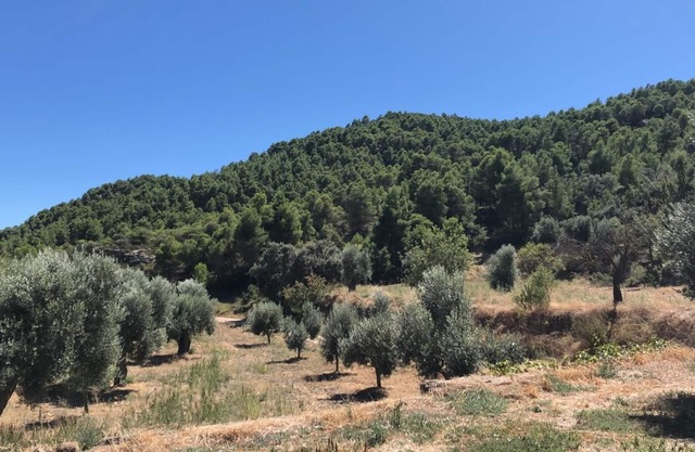 MAS DE LA CREU MASIA