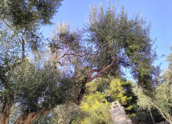 Nel Giardino di Isabel