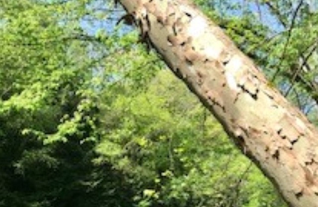 Neshannock Falls Camp
