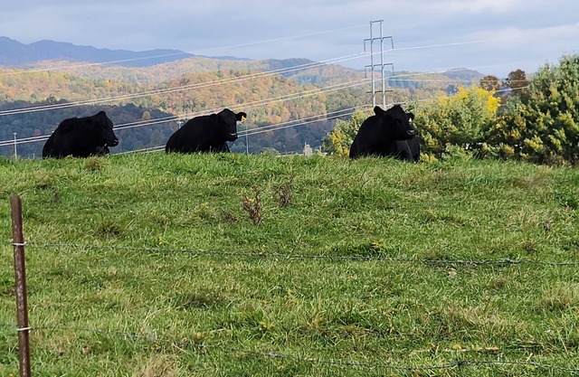 NEW LISTING ♥ BlackDog Farmhouse Mtn. City TN ♥ Pet Friendly ♥ 29 MI from Boone