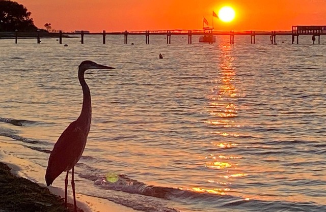 Pensacola Beach pet friendly with deck views and steps from the Gulf & Sound