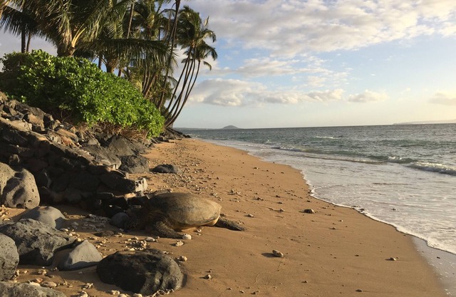 Private Oceanfront w pool, hot tub, sunsets and Turtles