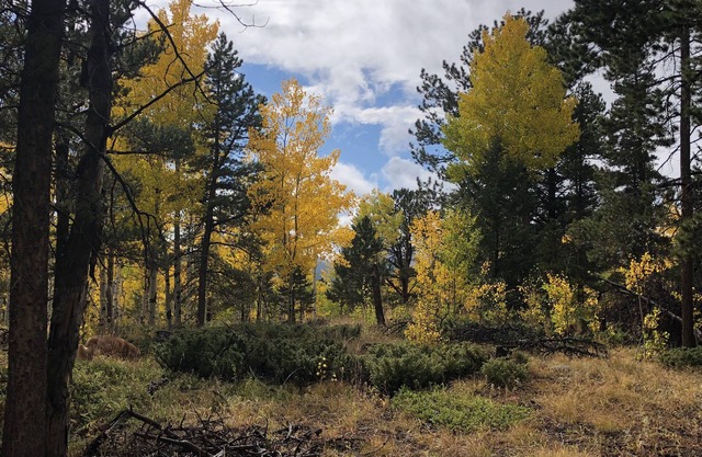Quartz Point Ranch: 20 beautiful acres to roam!