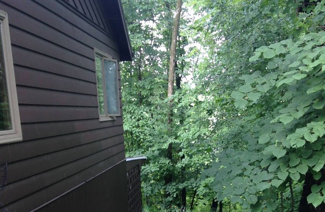 Quiet time in the woods.