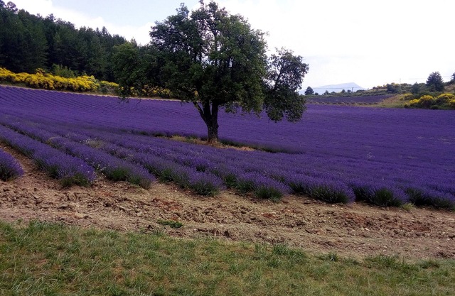 Rasteau, vacation villa with 3 bedrooms and heated pool