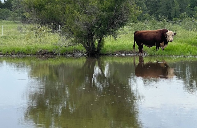 Relaxing & magical stay on a Modern Ranch with animals. Close to COTA & Bastrop