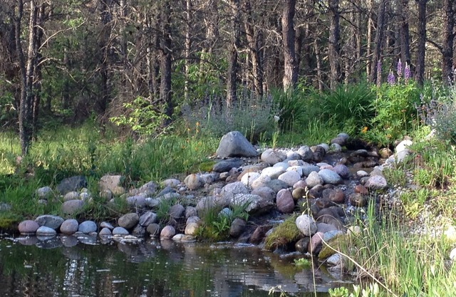 Secluded cabin on 20 acres in the heart of a pine forest