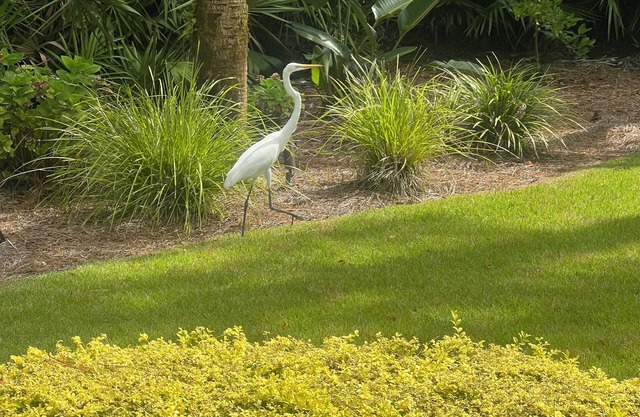 Spacious, Luxurious and Flexible Home on South End of SSI. 1 or 2 BR with Pool.