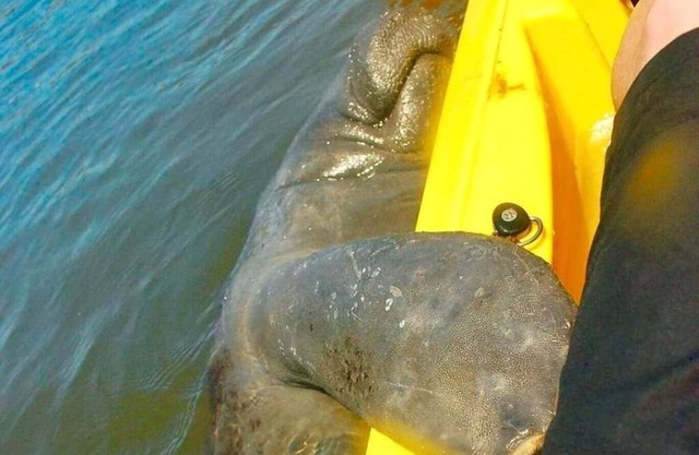Stay and kayak with dolphins manatees