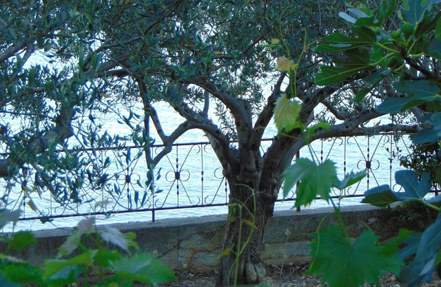 Two bedroom apartment near beach Seget Donji, Trogir (A-19351-b)