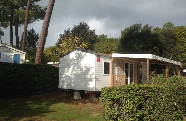 Under the Pines - Nature and Serenity - 312