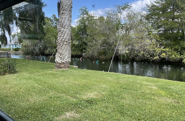 Waterfront freshwater paradise! Swim with manatees in our backyard!