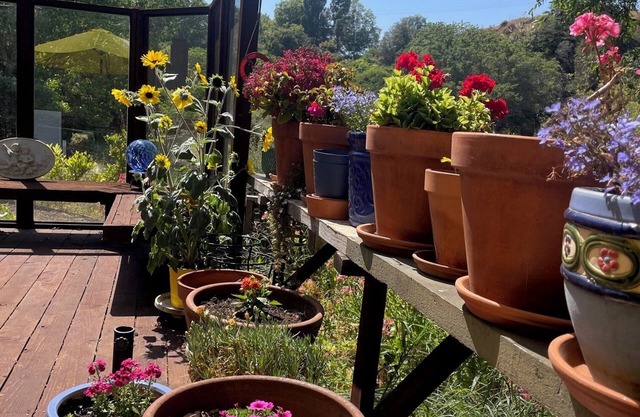 Westside Santa Cruz home at base of UCSC campus which overlooks the Pacific