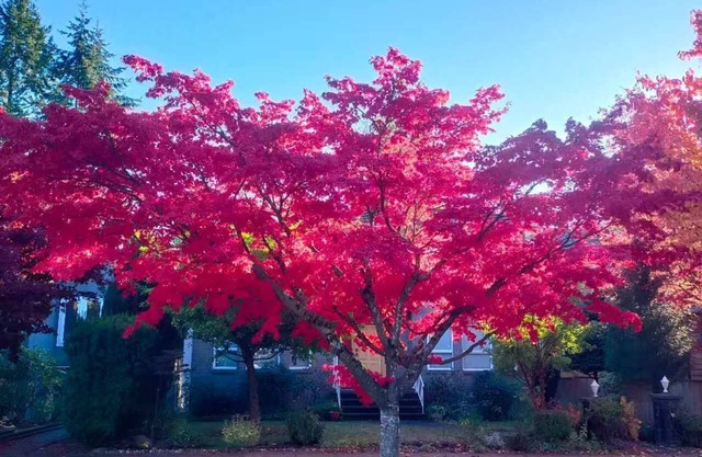 Whole House in West Point Grey, Close to UBC, Beaches,Parks & Golf Courses