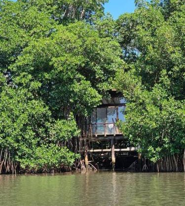 Willo's Treehouse