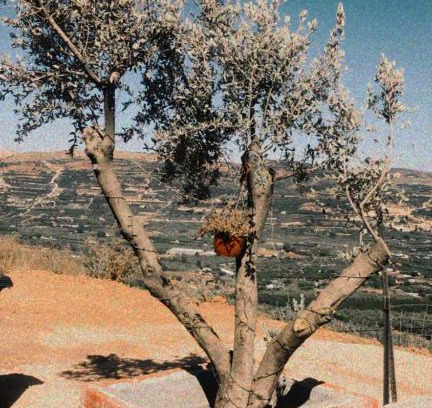 Majdal al-Shams Cabin | צימר סאפי