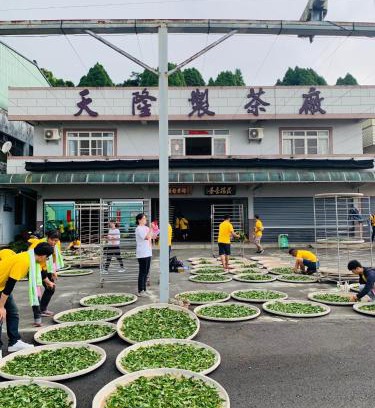 Alishan House | 天隆民宿Tian Long Tea Farm HomeStay