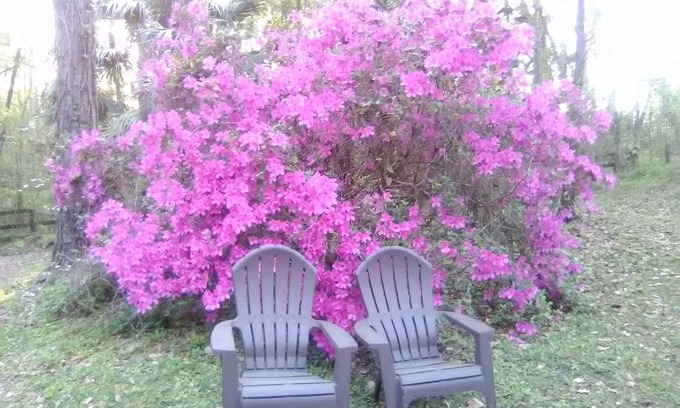 Reddick Cabin | 3BR 2BA HOUSE near WORLD EQUESTRIAN CENTER PETS HORSES OK FURINISHED 1,799/month